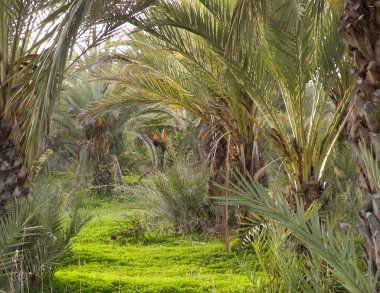 Hurma ağacı manzarası. Egzotik doğa.