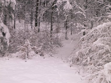 Ormanda kış. Ağaçlarda kar. Kuzey Polonya.