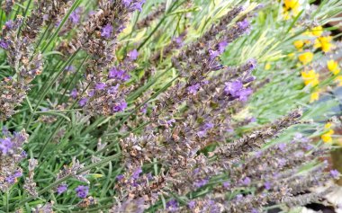 Çiçek açan lavanta çiçeklerini kapat.