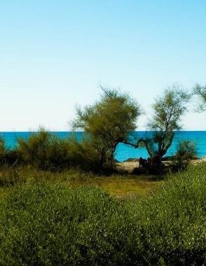 Akdeniz kıyılarındaki çürük ağaçlar, Treni kıyıları. Akdeniz doğası. Tatiller ve doğa konsepti. Mavi gökyüzünde uzayı kopyala. Vada, Toskana Bölgesi, İtalya,
