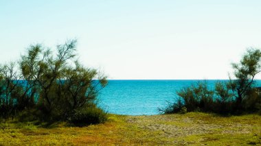 Akdeniz kıyılarındaki çürük ağaçlar, Treni kıyıları. Akdeniz doğası. Tatiller ve doğa konsepti. Mavi gökyüzünde uzayı kopyala. Vada, Toskana Bölgesi, İtalya,