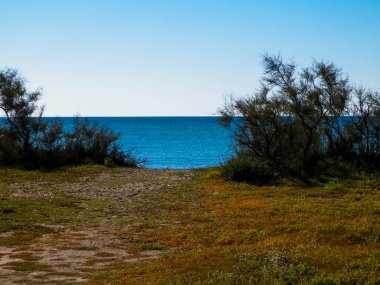 Akdeniz kıyılarındaki çürük ağaçlar, Treni kıyıları. Akdeniz doğası. Tatiller ve doğa konsepti. Mavi gökyüzünde uzayı kopyala. Vada, Toskana Bölgesi, İtalya,