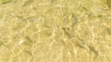 Doğa geçmişi. Nehirde yüzen balık sürüsü. Temiz, şeffaf su ve kumlu taban, boşluğu kopyala.