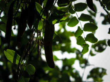 Robinia Psödoacia Ağaç Kapsülleri 'ni kapatın. Robinia psödoacia yaygın olarak siyah çekirge olarak bilinir. Polonya doğası kavramı.
