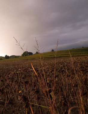 Toskana 'da yağmurlu bir hava var. İtalya 'da kasım. Tarım kavramı.