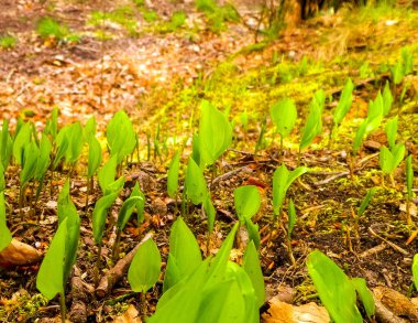 Bahar başlangıcında doğa uyanıyor. Bitki yetiştiren yapraklar.