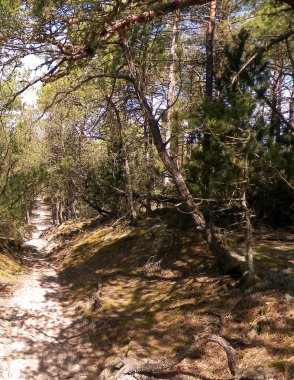 Stilo 'daki orman. Kuzey Polonya. Baltık Denizi kıyısı.