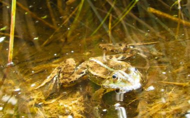 Göletteki kurbağa. Doğal ortamında vahşi bir hayvan. Polonya doğası.