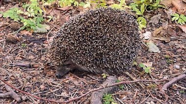 Ormandaki genç kirpi. Doğal ortamında vahşi bir hayvan..