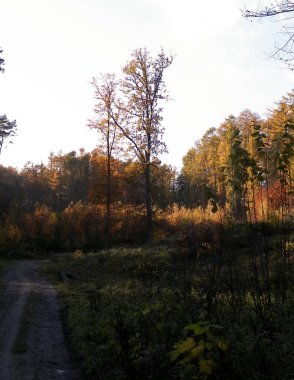 Sonbahar ormanı. Gökyüzündeki boşluğu kopyala. Sonbahar doğası ve hava durumu.