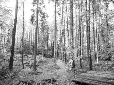 Kuzey Polonya 'da sonbahar ormanı. Doğanın güzelliği