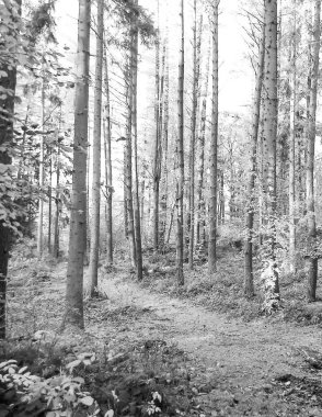 Derin otonal orman manzarası. Siyah ve beyaz filtre tonu.