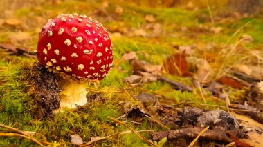 Kırmızı mantara (amanita muscaria) yakın çekim. Ormanda güzel bir mantar.