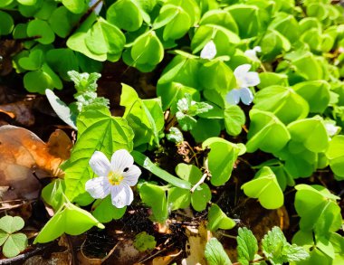 Ormandaki küçük çiçekler ve yoncalar. Bahar doğası.