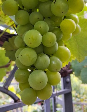 Doğal arka plan olarak üzüm meyveleri. Tarım.