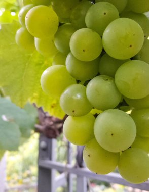 Doğal arka plan olarak üzüm meyveleri. Tarım.