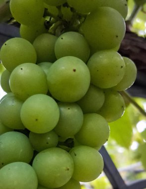 Doğal arka plan olarak üzüm meyveleri. Tarım.