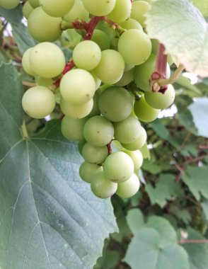 Üzüm meyvelerini kapatın. Tarım.