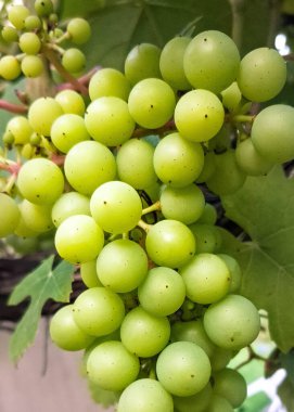 Doğal arka plan olarak üzüm meyveleri. Tarım.