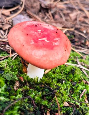 Russula emetica 'nın (ayrıca daha mide bulandırıcı, kusturucu russula veya kusan russula) yakın fotoğrafı. Kırmızı şapka, yenilemez mantar. Doğanın güzelliği.
