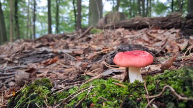 Russula emetica 'nın (ayrıca daha mide bulandırıcı, kusturucu russula veya kusan russula) yakın fotoğrafı. Kırmızı şapka, yenilemez mantar. Doğanın güzelliği.