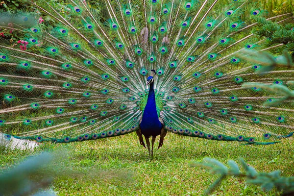 Påfågeln Elegant Varelse — Stockfoto