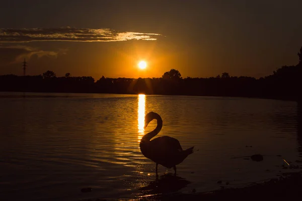 Красивые Элегантные Лебеди Закате — стоковое фото