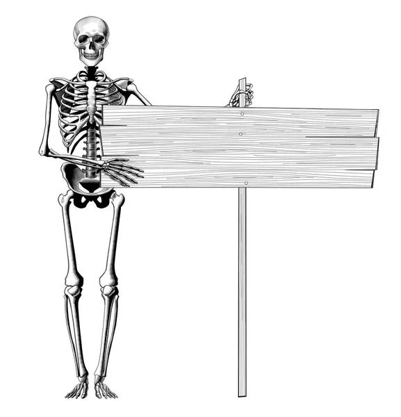Menselijk Skelet Met Volledige Lengte Volledig Gelaat Met Een Lange — Stockvector