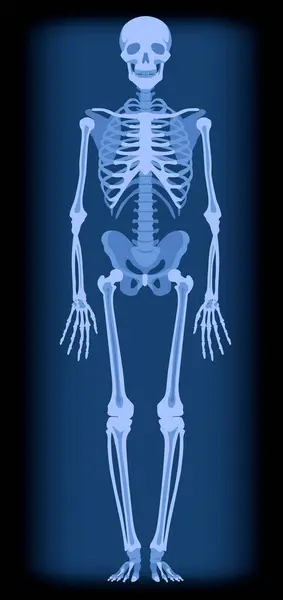 Full Length Roentgenogram Human Skeleton Blue Light Drawing Flat Style — Stock Vector