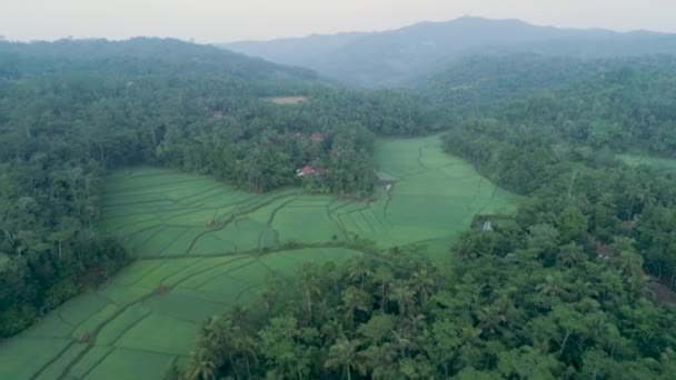 Aerial Footage Beautiful View Rice Fields Cloudy Morning Banyumas Central — Stok Video