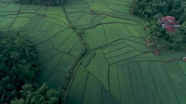 반니마스 센트럴 인도네시아의 아침에 쌀밭의 아름다운 사와와 엘리미트칸 — 비디오