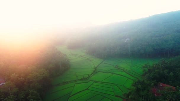 Aerial Footage Beautiful View Rice Fields Cloudy Morning Banyumas Central — Stock Video