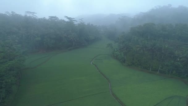 Zdjęcia Lotnicze Piękny Widok Pola Ryżowe Pochmurny Poranek Banyumas Jawa — Wideo stockowe