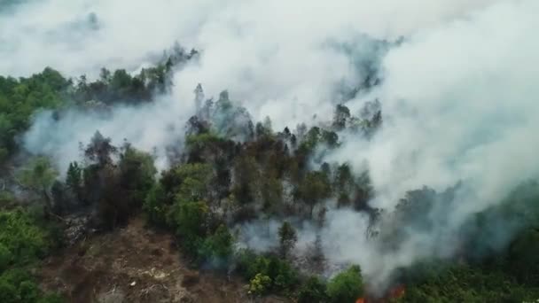 Filmagem Aérea Dramática Incêndios Florestais Riau Indonésia Drone Hutan Riau — Vídeo de Stock
