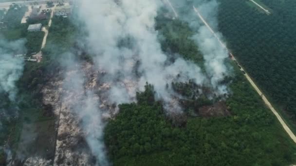 Images Aériennes Dramatiques Feux Forêt Riau Indonésie Drone Hutan Kebakaran — Video