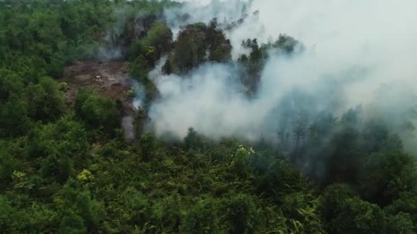 Riau Endonezya Daki Orman Yangınlarının Dramatik Hava Görüntüleri 124 Kebakan — Stok video
