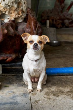 Şirin bir köpek, Chihuahua.