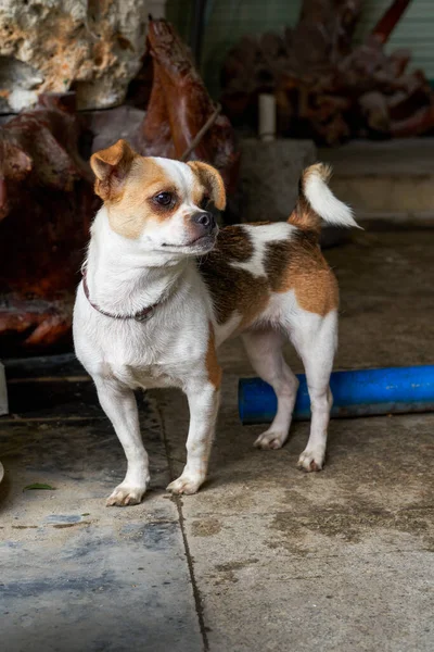 Lindo Perro Mascota Chihuahua — Foto de Stock