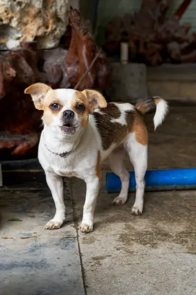 Cute Pet Dog Chihuahua — Stock Photo, Image