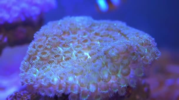 Brillante Hermosa Variedad Arrecifes Coral Acuario — Vídeos de Stock