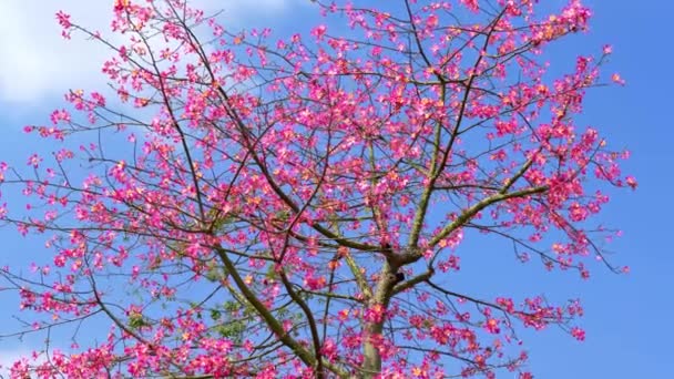 Ein Üppiger Und Schöner Kapokbaum Ohne Blätter Und Voller Blumen — Stockvideo