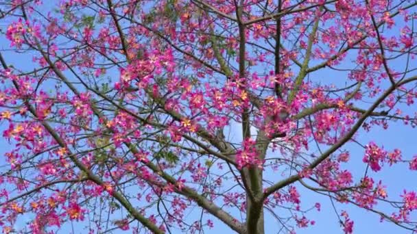 一棵茂盛美丽的Kapok树 没有叶子 开满鲜花 — 图库视频影像