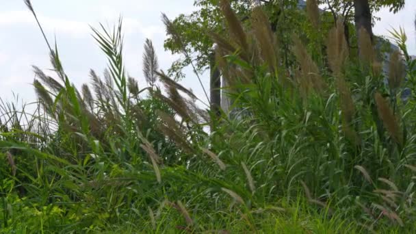 茂密的芦苇和狗的尾草种在河岸上 — 图库视频影像