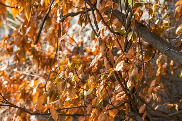 Желтые Листья Деревьев Поздней Осенью — стоковое фото