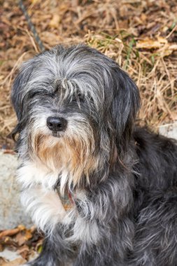 Açık havada sevimli bir Pekin köpeğinin yakın çekimi.