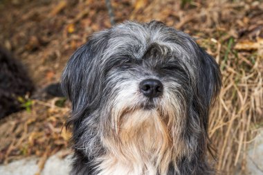 Açık havada sevimli bir Pekin köpeğinin yakın çekimi.