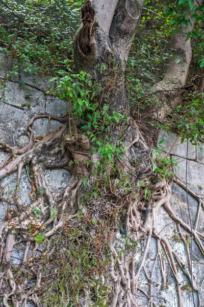 Primer Plano Las Viejas Raíces Los Árboles Banyan Creciendo Antigua —  Fotos de Stock