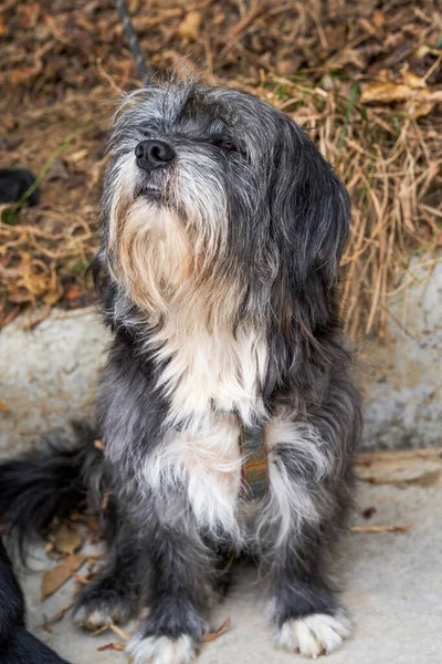 stock image Close-up of a cute Pekingese dog outdoors