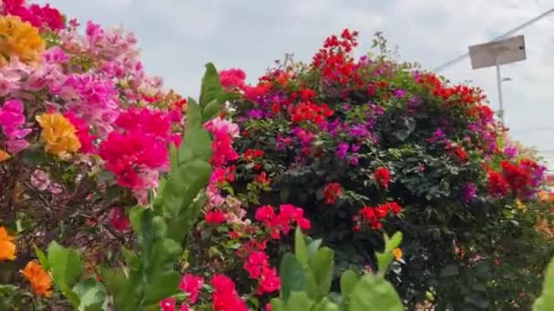 Heldere Bloeiende Bougainvillea Van Verschillende Kleuren Geplant Tuin — Stockvideo