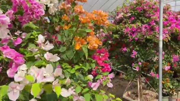 Bright Blooming Bougainvillea Various Colors Planted Garden — Stock Video